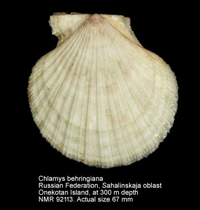 Chlamys behringiana (4).jpg - Chlamys behringiana(Middendorff,1849)